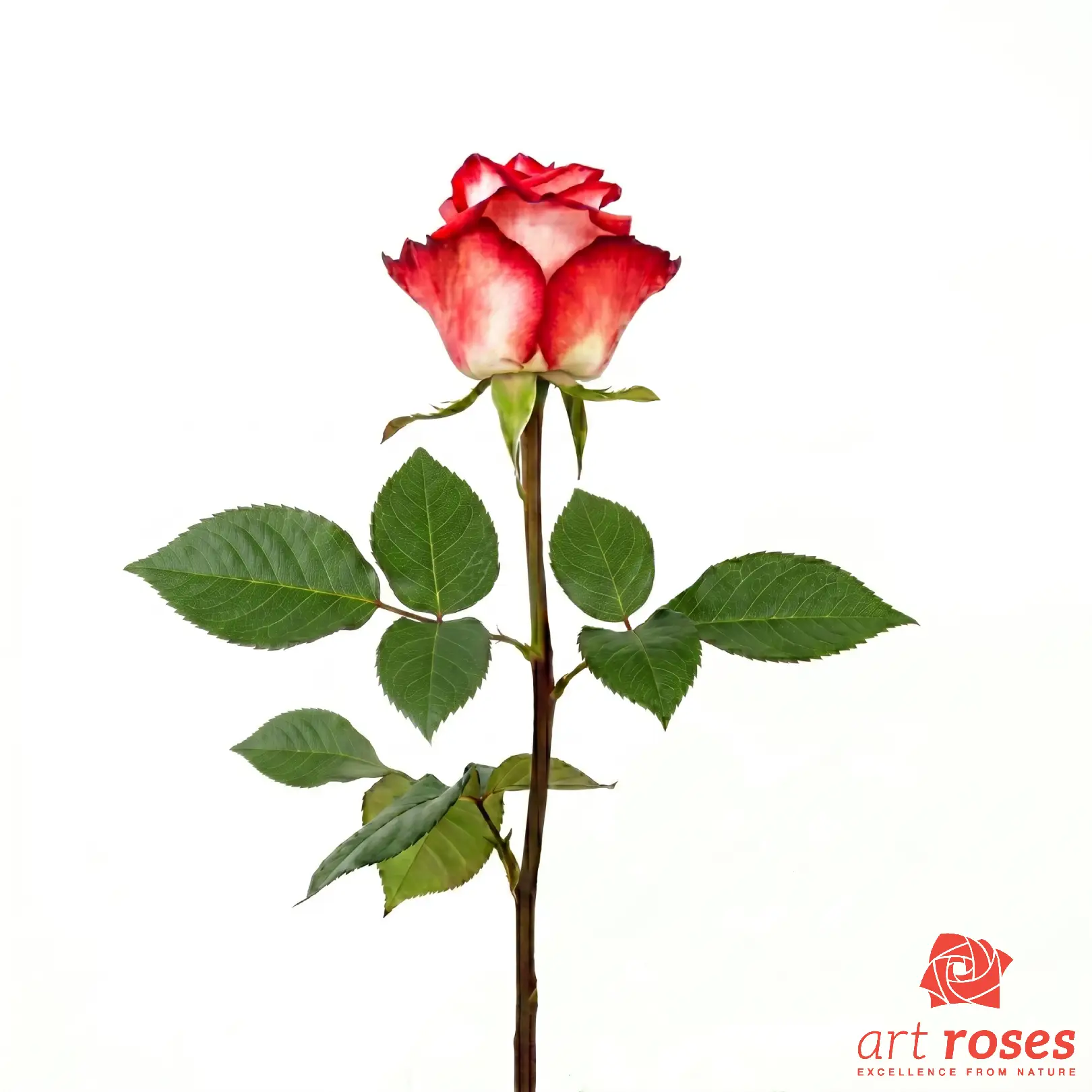 ArtRoses-Blush_f