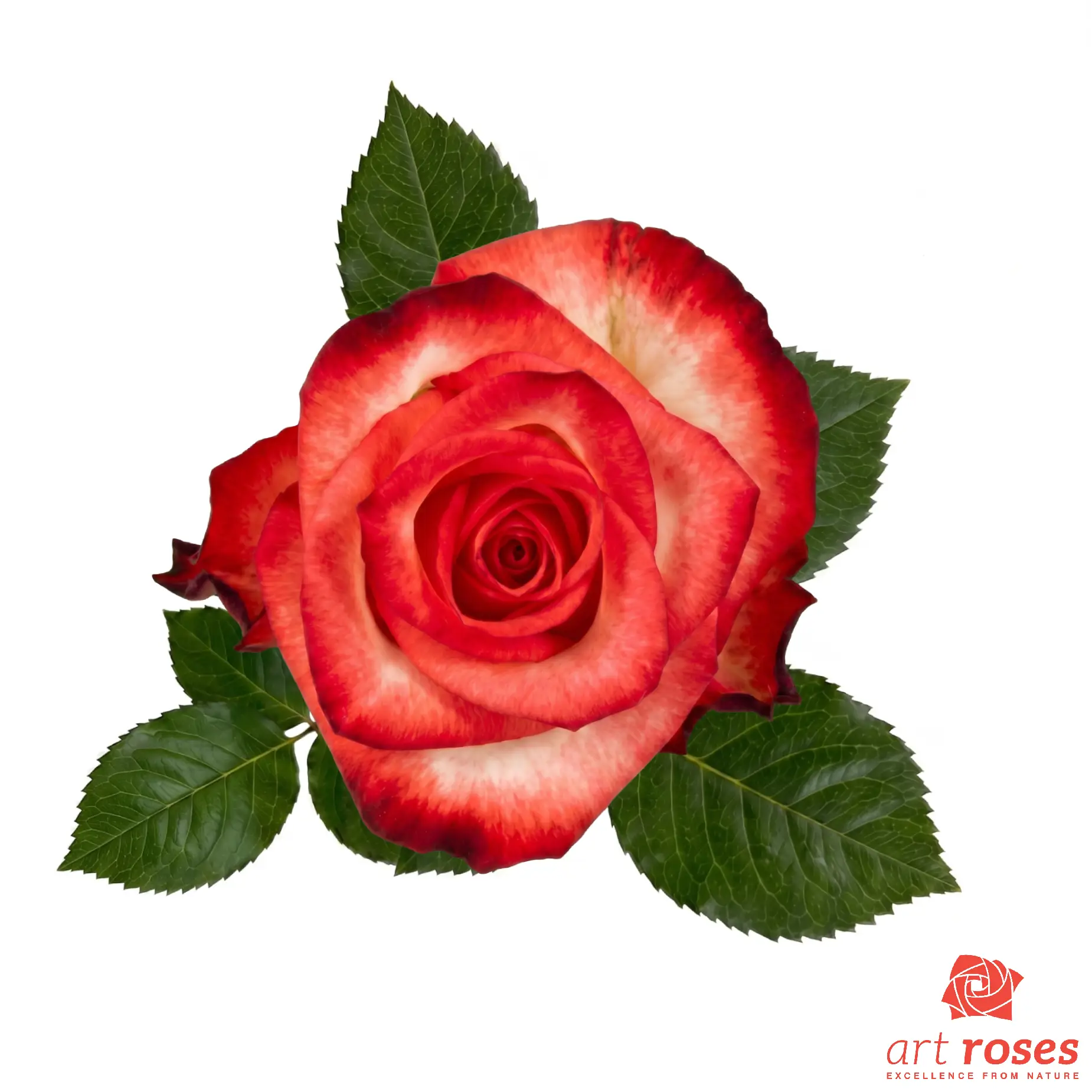 ArtRoses-Blush