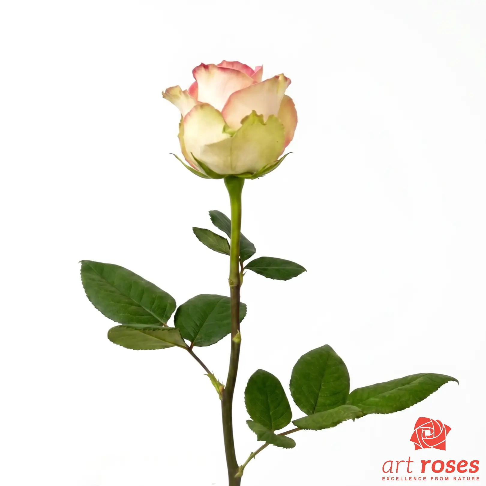 ArtRoses-Esperance_f
