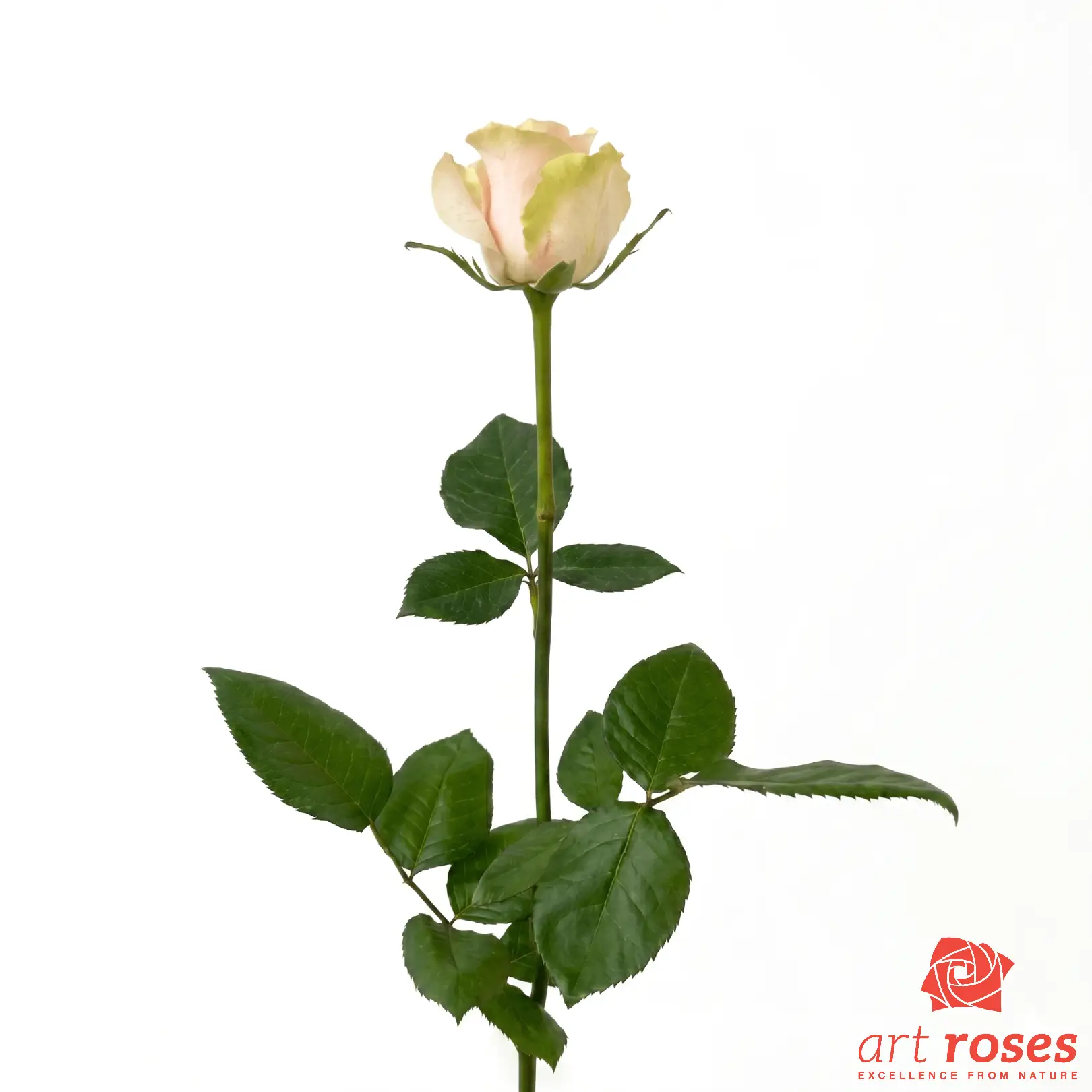 ArtRoses-Frutteto_f
