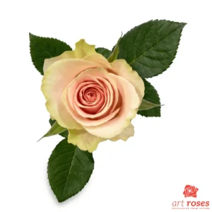 ArtRoses-Frutteto