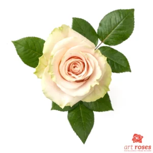 ArtRoses-Pink-Mondial