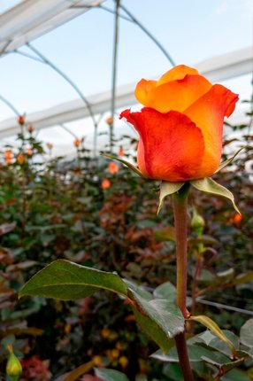 ArtRoses-Premium-roses