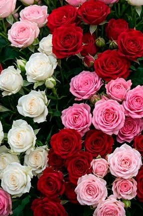 ArtRoses-Spray-roses