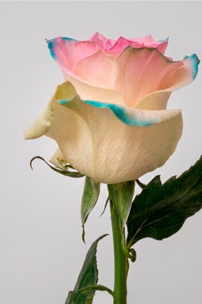 ArtRoses-Tinted-roses