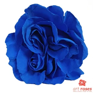 ArtRoses_tinted003