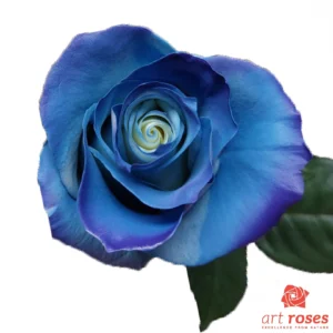 ArtRoses_tinted006