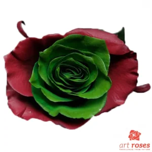 ArtRoses_tinted013