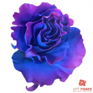 ArtRoses_tinted018