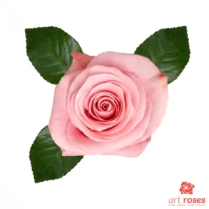 ArtRoses-Be-Sweet