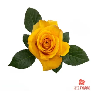 ArtRoses-Bumblebee