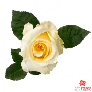 ArtRoses-Creme-de-la -Creme