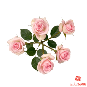 ArtRoses-Flamingo-Blossoms