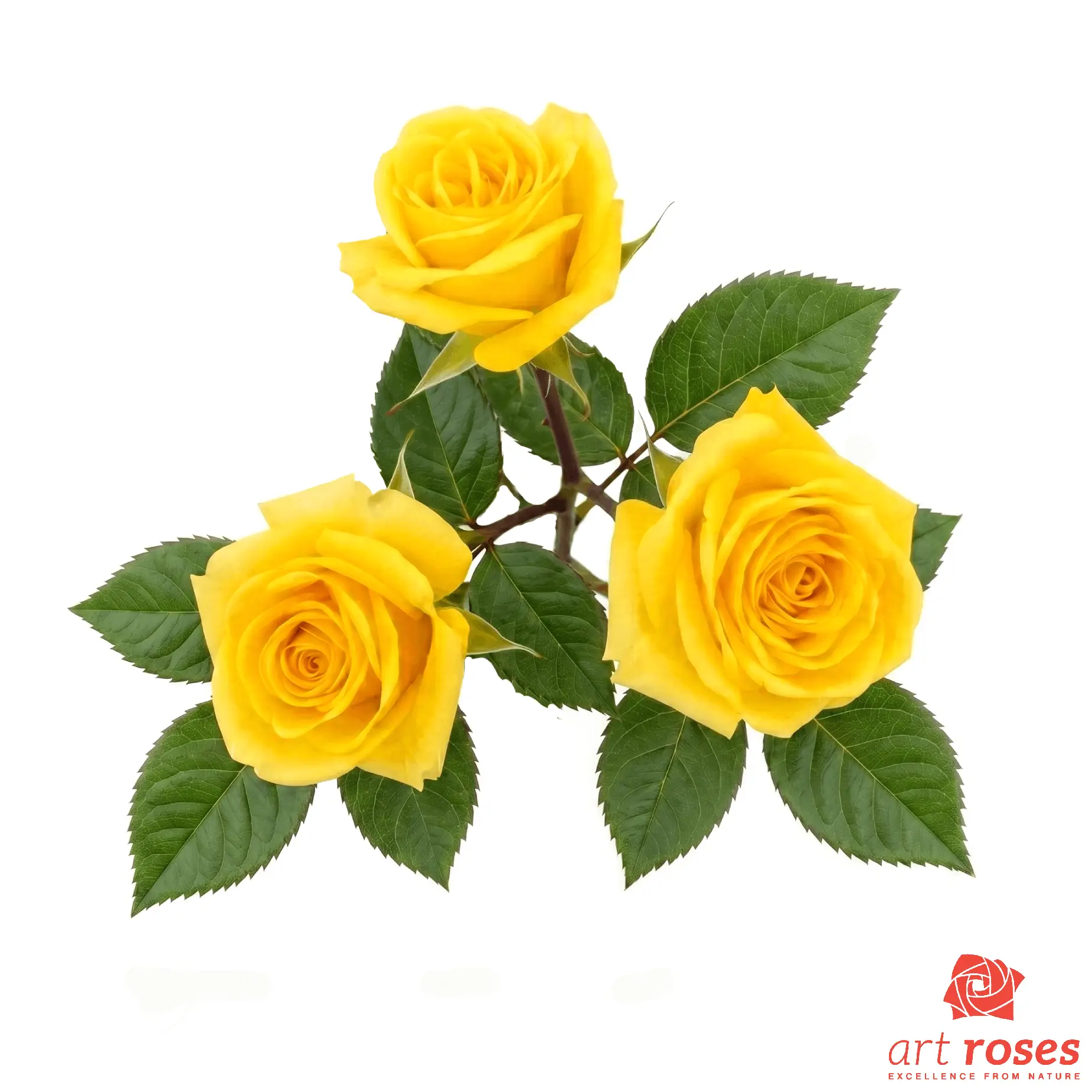ArtRoses-Goldem-Blossoms