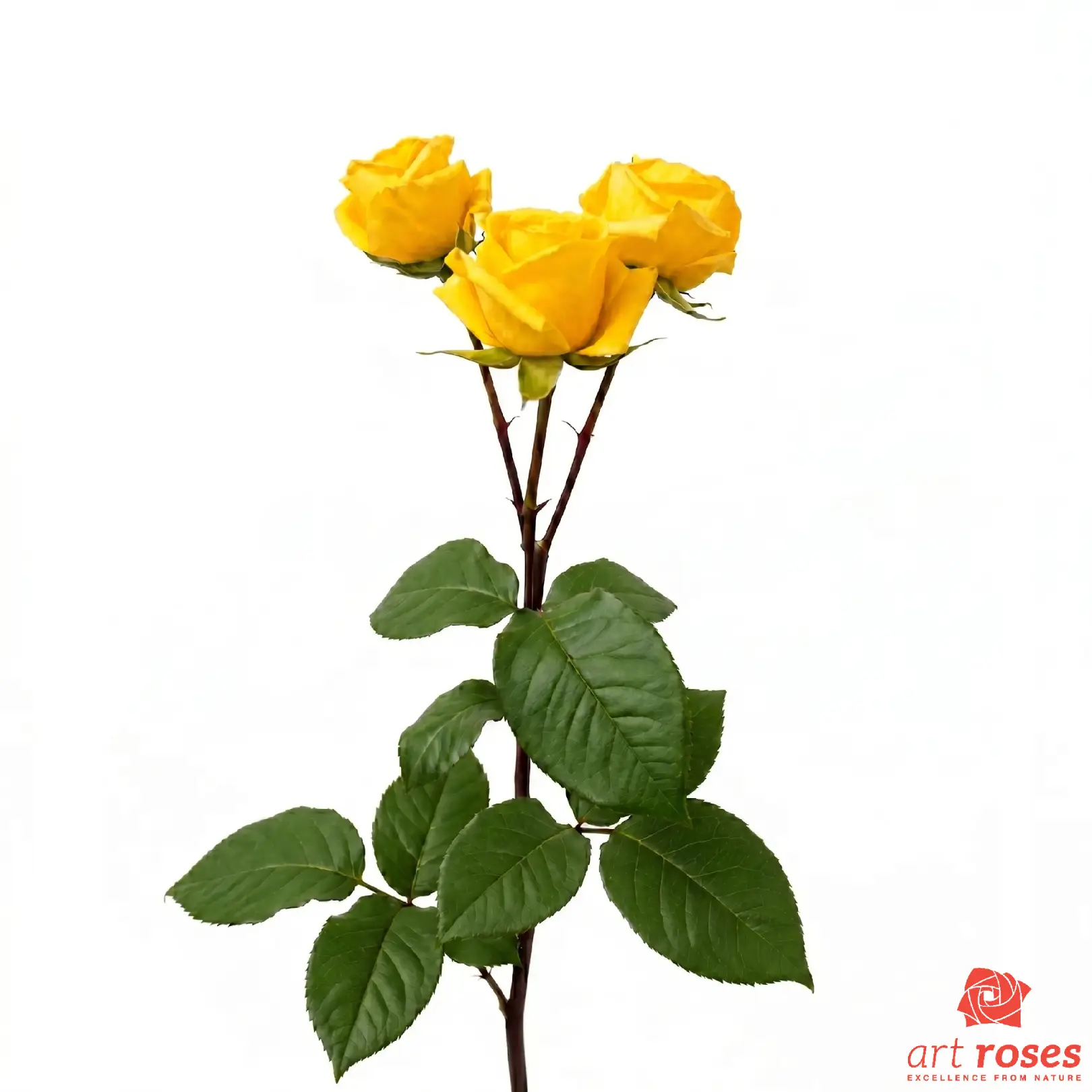 ArtRoses-Goldem-Blossoms_f