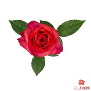 ArtRoses-Hard-Rock
