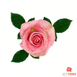 ArtRoses-Hermosa
