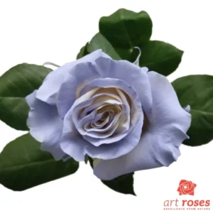 ArtRoses-Livi