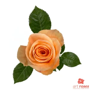 ArtRoses-Peach-Wave