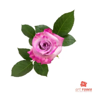 ArtRoses-Purple-Haze