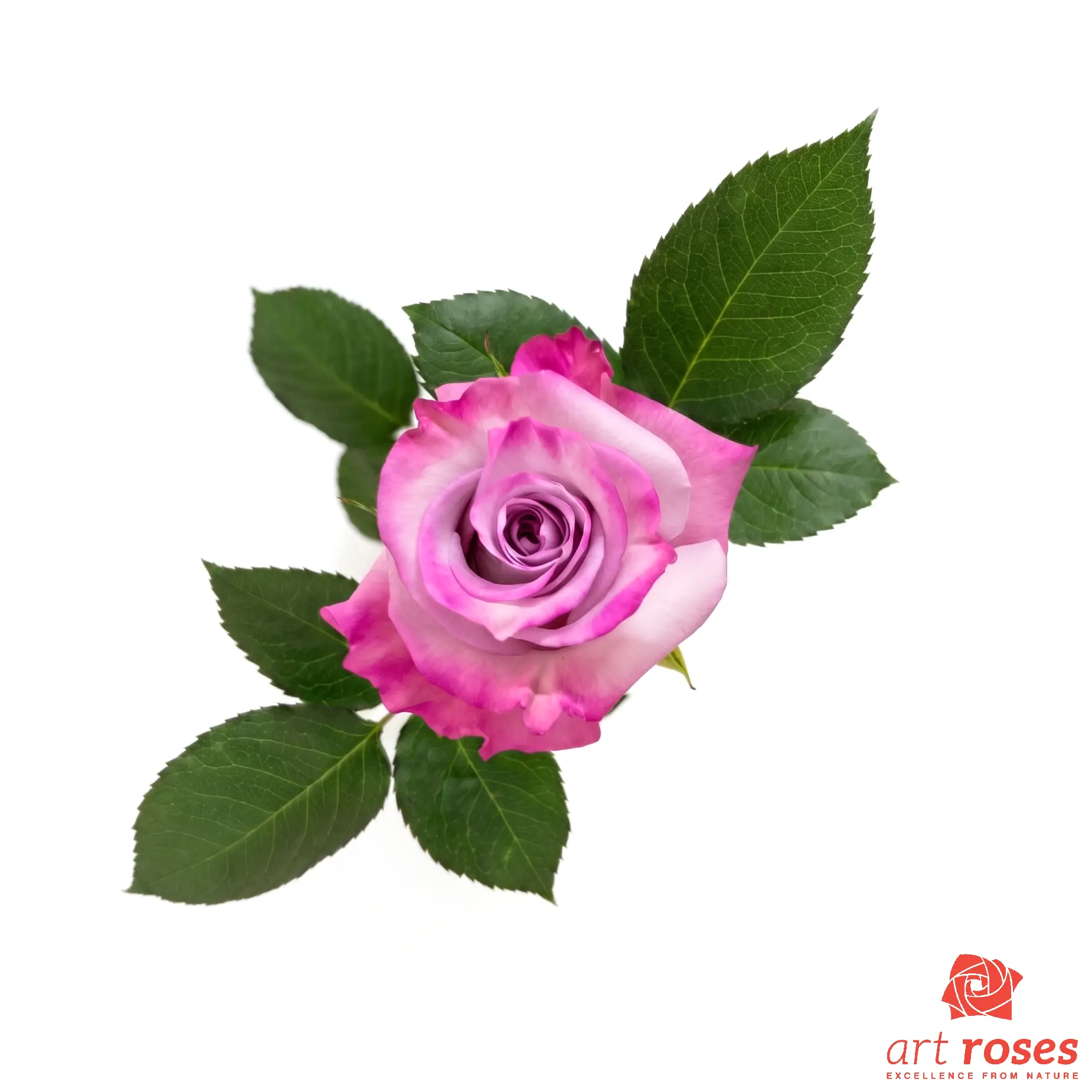 ArtRoses-Purple-Haze