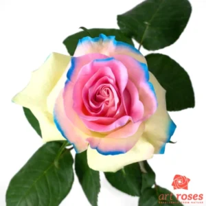 ArtRoses-Seasonal