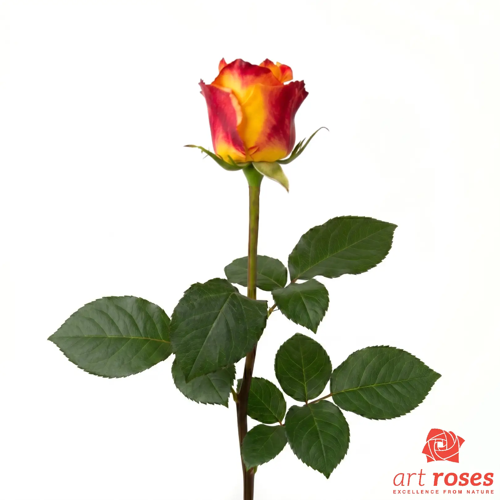 ArtRoses-Silantoi_f