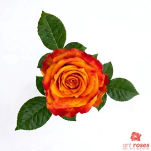 ArtRoses-Silantoi