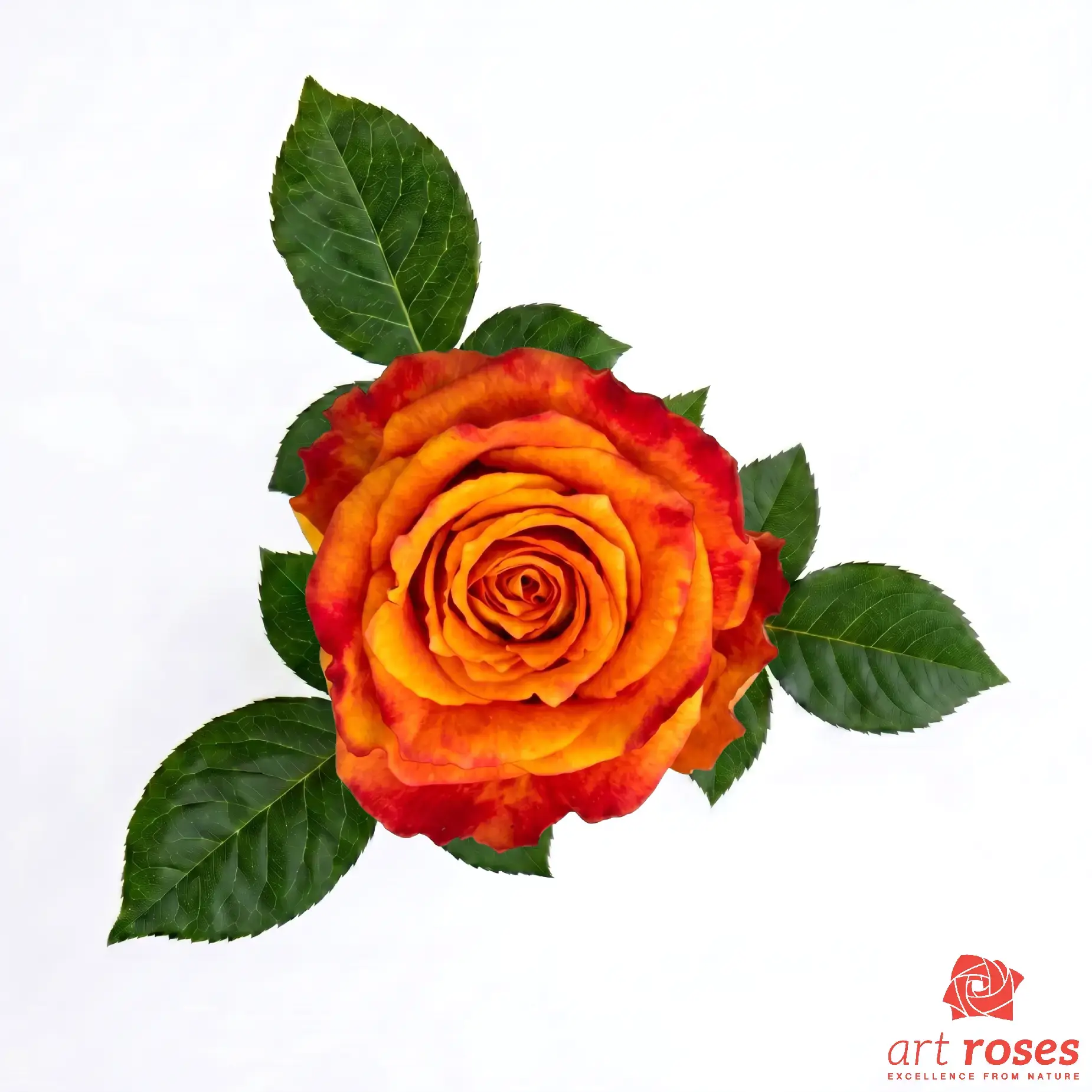 ArtRoses-Silantoi