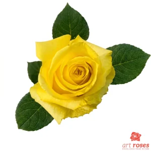 ArtRoses-Tara
