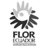 ArtRoses_flor_bn